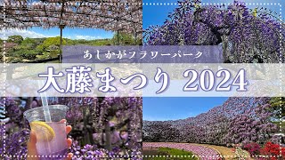 【あしかがフラワーパーク2024】大藤まつりの様子をいち早くお届け混雑状況から開花状況まで盛りだくさん【Beautiful Wisteria in Ashikaga Flower Park】