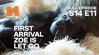 The First Chimp at Monkey World Passes | Season 14 Episode 11 | Full Episode | Monkey Life