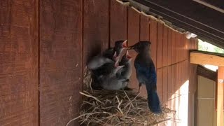 Momma Blue Jay by Sierra Specialty Auto 184 views 3 years ago 5 minutes, 2 seconds