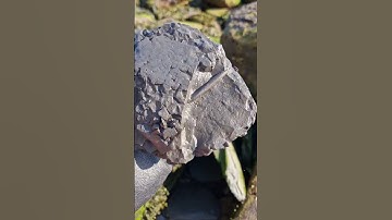 Searching the beach for Belemnite Squid Fossils! 🌊🦑 #fossilhunting #fossils #shorts #coast #rock