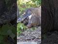 Komodo dragon exhausted swallowing its prey #komododragon #predator #animal #viral #trending #viral