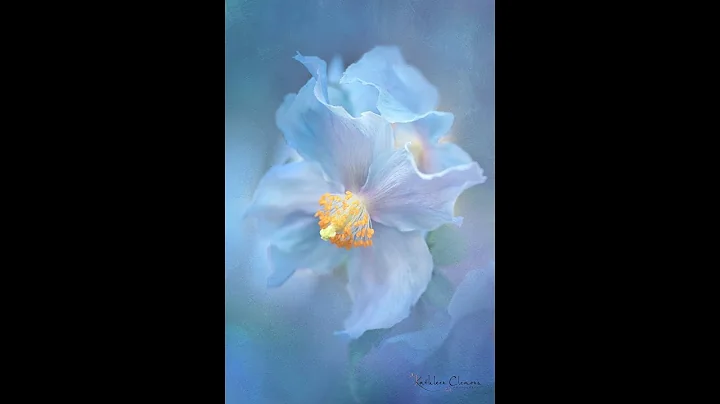 Flower Photography with Kathleen Clemons