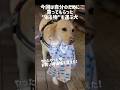 今回は自分のために買ってもらった"ある物"を運ぶ犬★#shorts #labradorretriever #ラブラドールレトリバー #可愛い #癒し #大型犬 #ぼんちゃん