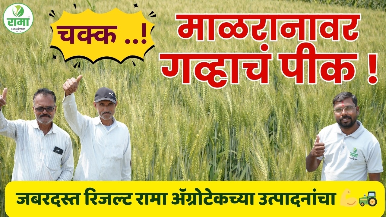 🔥🌾 चक्क ..! माळरानावर गव्हाचं पीक ! जबरदस्त रिजल्ट रामा ॲग्रोटेकच्या उत्पादनांचा 💪🚜 #ramaagrotech