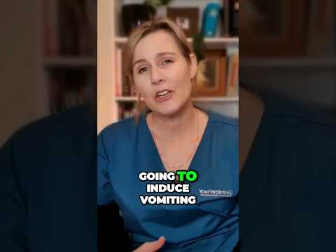 How To Make Your Dog Vomit Your Vet Online Onlinevet Dogvet Doghealth