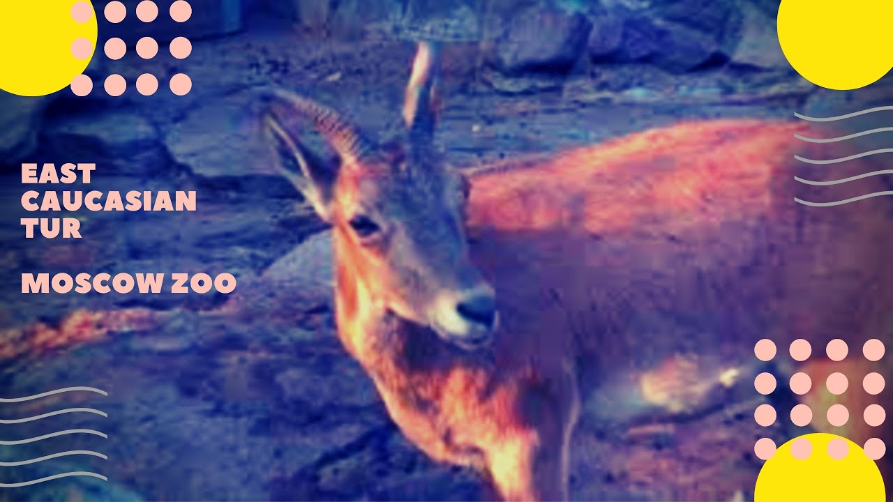 Дагестанский тур Московский зоопарк East caucasian tur Moscow Zoo 動物 동물 ...