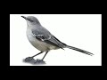 Masteran Burung Musik Penenang Saat Strees Mp3 - Mp4 Download