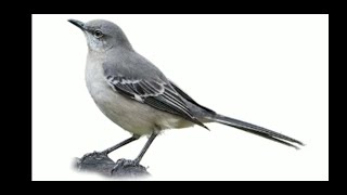Download Lagu masteran burung, musik penenang saat strees Download Lagu masteran burung, musik penenang saat strees