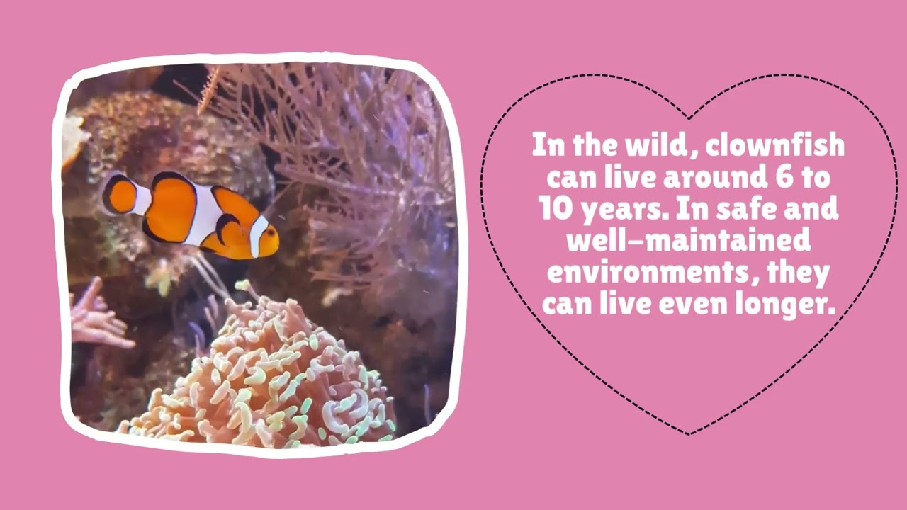 5 Mind-Blowing Facts About Nemo! (Real Life Clownfish) 🐠