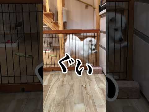 【実録】侵入犯がかわいすぎた#shorts #日本スピッツ　#japanesespitz #わんこ