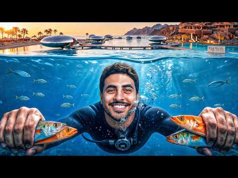 Vlog 17 | I Swam with Sharks in the Red Sea! | The Experience of a Lifetime 🦈