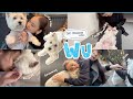【夫&愛犬との週末】まるで人間(!?)うーちゃん1日密着!夫婦散歩・トリミング・夜の過ごし方