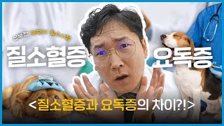 신부전 환자의 보호자라면 꼭 알아야 할 &#39;질소혈증&#39;과 &#39;요독증&#39;의 차이🚨｜BUN｜증상｜크레아틴 수치｜차이가 생기는 이유?👨🏻‍⚕️