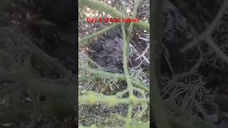 #fypシ #nature #fypシ゚viral #birdies #fyp #outdoorwork