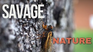 How Does A Wasp Eat A Cicada??