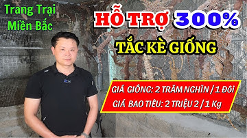 Trại Tắc Kè Miền Bắc HỖTRỢ 300% CON GIỐNG Cho Bà Con Khởi Nghiệp Nuôi Tắc Kè, Giá Tắc Kè Giống 2025