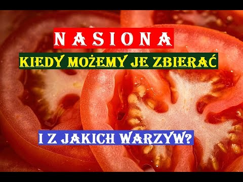 Video: Šviežių petražolių derliaus nuėmimas – kaip, kada ir kur pjauti petražolių augalus