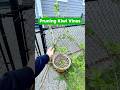Pruning Kiwi Vines #shorts #kiwi #fruittree #growyourownfood #garden #growfruit #pruning #orchard