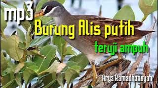teruji ampuh suara burung tikusan alis putih