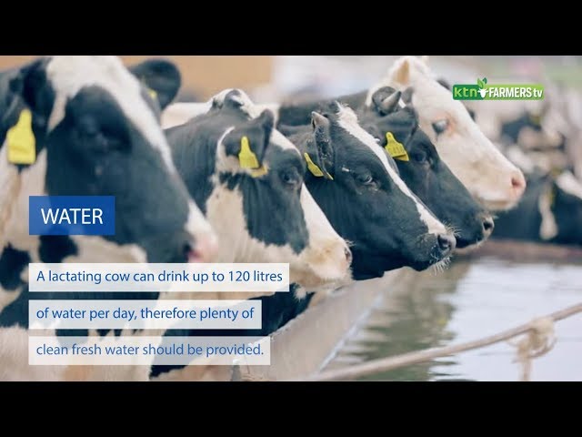 How To Boost Milk Production In Dairy Cows - Youtube