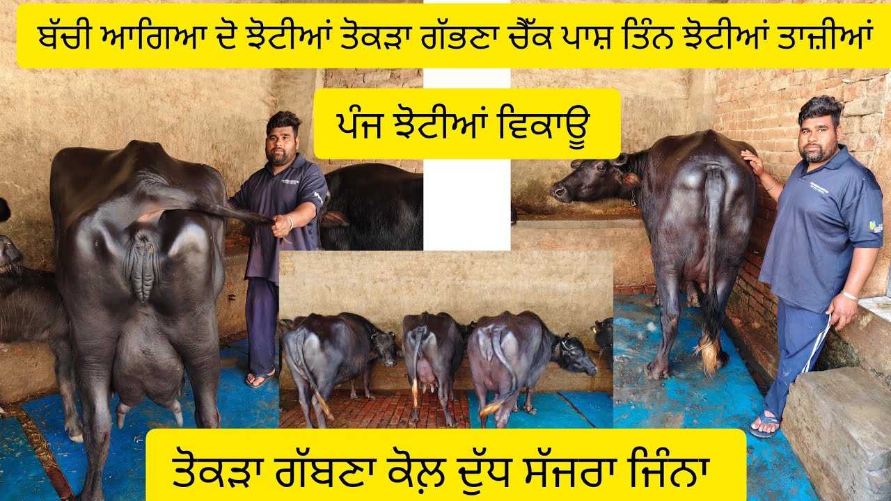 #date (26-02-26) ਬੱਚੀ ਆਗਿਆ ਦੋ ਝੋਟੀਆਂ ਤੋਕੜਾ ਗੱਭਣਾ ਚੈੱਕ ਪਾਸ਼ ਤਿੰਨ ਝੋਟੀਆਂ ਤਾਜ਼ੀਆਂ ਸੂਈਆ 