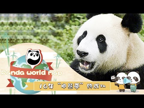 《熊貓世界地圖》16年“申熊夢”終成功 | iPanda熊貓頻道