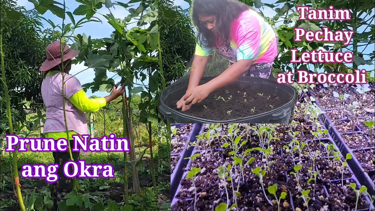 Planting Lettuce, Broccoli, Pechay Pruning my Okra YouTube