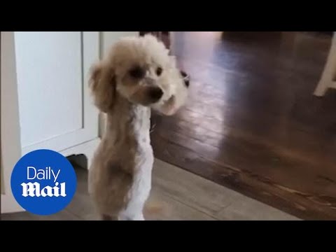 Poodle hops around like a kangaroo after losing its two front legs