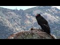 In Memory of California Condor 463 (2008- 2020)