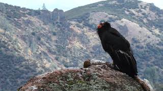 In Memory of California Condor 463 (2008- 2020)