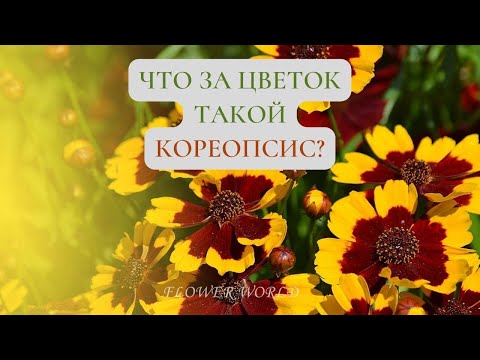 Video: Coreopsisga o'lik sarlavha kerakmi: Coreopsis gullarini qanday qilib o'lik bosh bilan o'chirish kerak