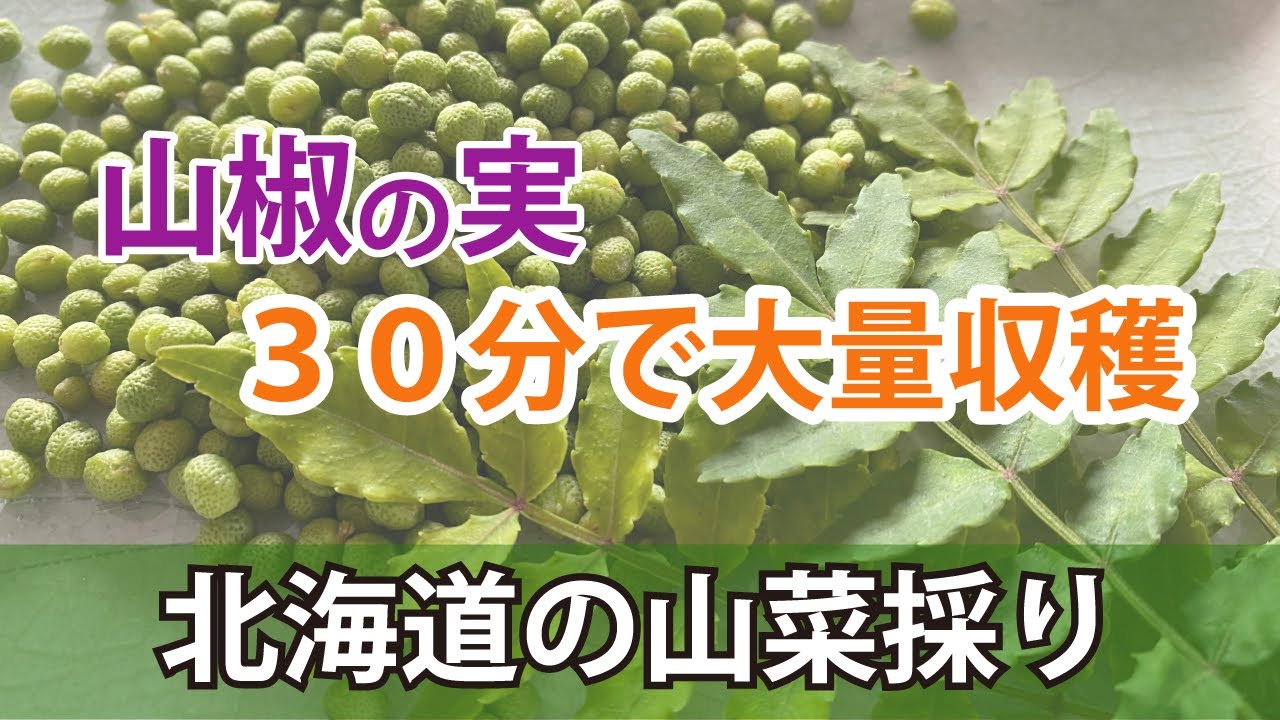 北海道の山で山椒の実が30分で大量収穫 山椒の探し方 Youtube
