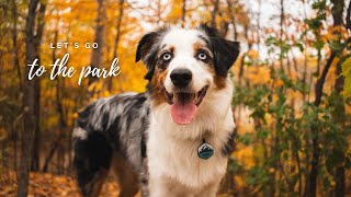 Taking My Dog To The Nicest Dog Park In Ottawa