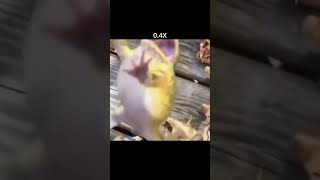 Yavaş Gülen Kurbağa Ğa