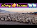 5k Sheep Farmimg &amp; Animals lover