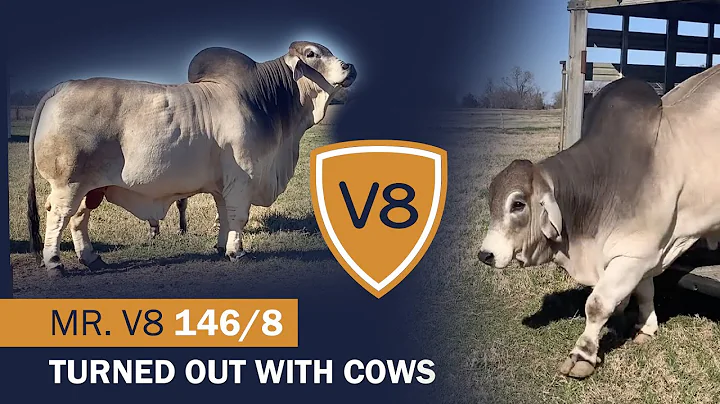 +Mr. V8 146/8 "Sloan" Brahman Bull Turned Out On Pasture at V8 Ranch