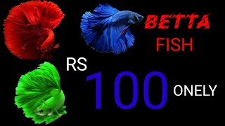 Betta fish 100 va ??