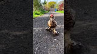 That chicken is fast 😂😂 #animals #cute #funny #cuteanimals #chicken #shorts