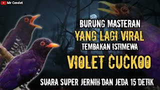 Download lagu NGERIII..!!!MASTERAN BURUNG TEMBAKAN ISTIMEWA 'VIOLET CUCKOO' !!