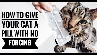 Pill Your Cat Without Forcing Cat Hacks Medicine