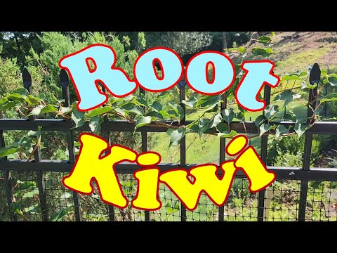 Video: Propagarea butașilor de kiwi - Când și cum să crești plante de kiwi din butași