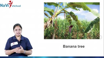 EVS Class 3 | Chapter 2 | Green Wealth | Karnataka State Syllabus | Part 1