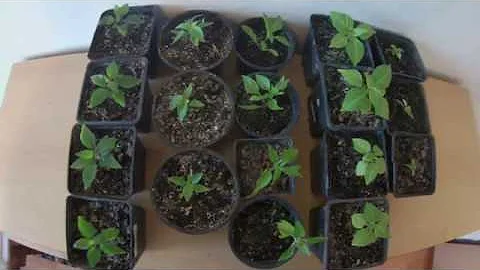 Proč jsou rostliny odolné vůči vysokým teplotám?