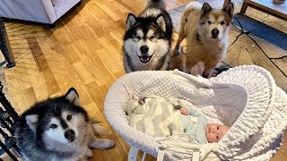 Wolf Pack And A Cat Guard Their Adorable Little Baby With Their Lives! (Cutest Ever!!)