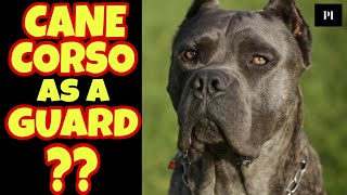 Cane Corso as a guard dog in Hindi | Best guard dog series | Petsinfomania by PetsInfomania (PI) 334 views 1 year ago 3 minutes, 4 seconds