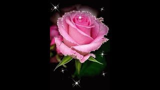 Flower Beautiful Whatsapp Status
