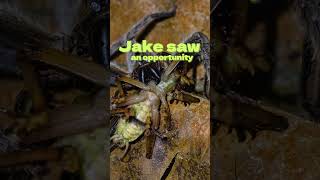 A Huntsman Spider Moved In With Them