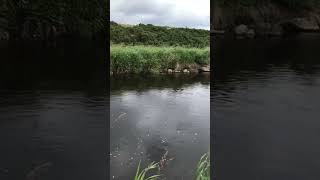 Ugie Fly Fishers - 3-12Lb Sea Trout On Fly During The Day At The Ministers Eddy - July 2022