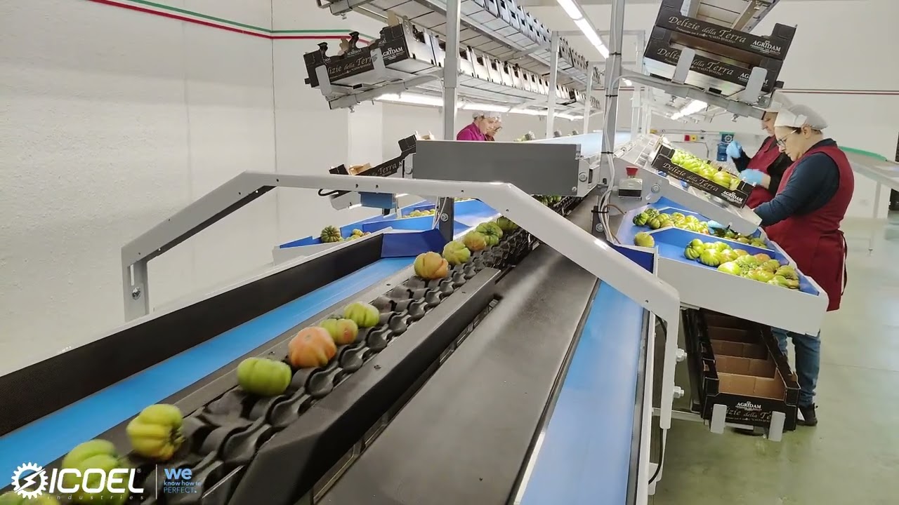 Spettacolare Selezione Pomodori: La Tecnologia ICOEL Rivoluziona AGRIDAM in Sicilia!