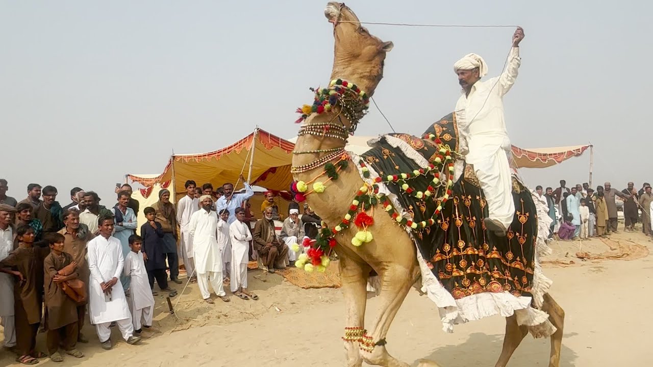 Tharparkar Horse and camel races ||Desert of Sindh Pakistan || FACT VIDEOS